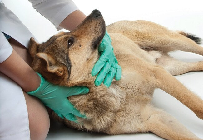 Vet’s 2025 Guide to Canine Cardiogenic Shock Recognition, Treatment & Recovery🩺