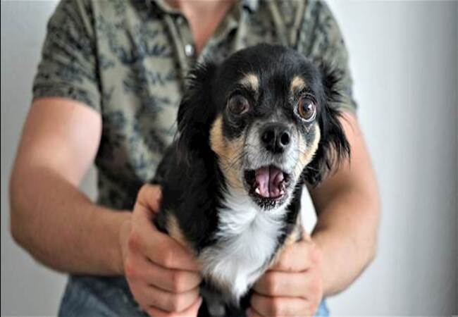 Vet’s 2025 Guide to Canine Cutaneous Asthenia (Ehlers–Danlos Syndrome) 🐾✨🩺