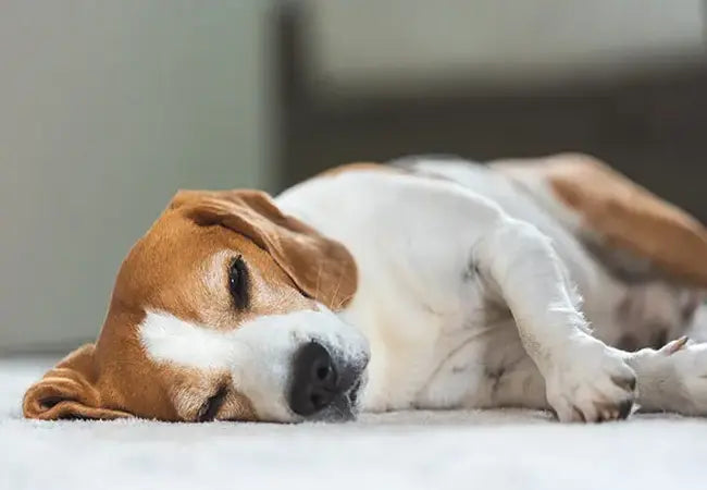 Vet’s 2025 Guide to Canine Cutaneous Hemangiosarcoma 🩺 Red & Purple Skin Tumors Explained