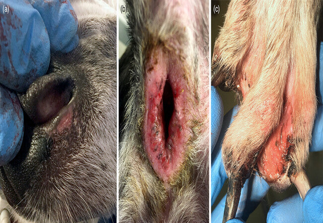 Vet’s 2025 Guide to Canine Cutaneous Lupus Erythematosus (DLE) 🩺 Recognize, Treat & Support