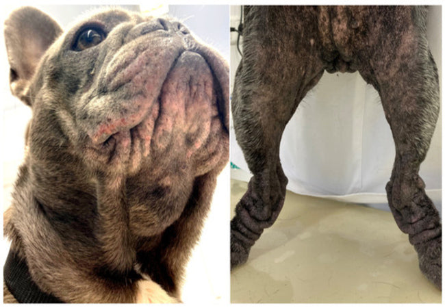Vet’s 2025 Guide to Canine Depigmenting Dermatoses 🩺 Loss of Color Disorders Explained