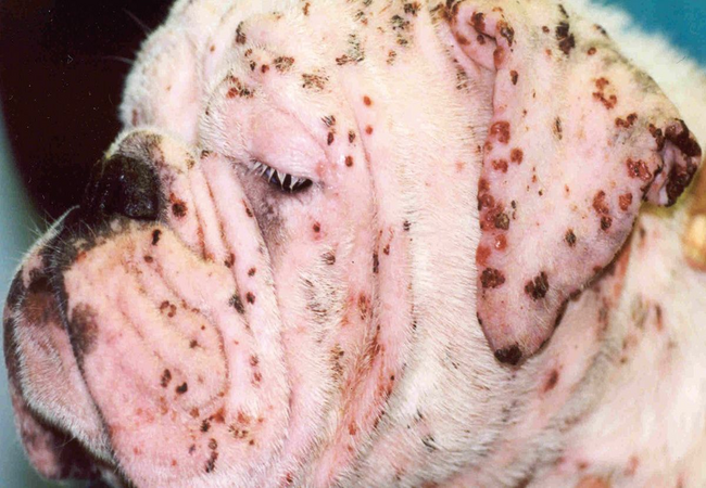 Vet’s 2025 Guide to Canine Dermatophilosis 🩺 “Rain Rot” in Dogs: Causes, Diagnosis & Care 🐾🌧️