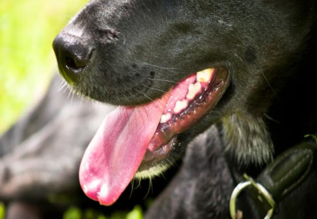 Vet’s 2025 Guide to Canine Difficulty Swallowing (Dysphagia) 🐶✨🩺