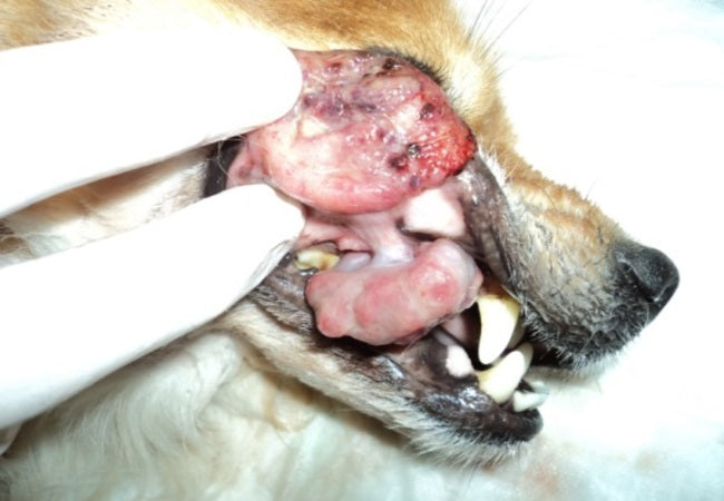 Vet’s 2025 Guide to Canine Digital & Skin Melanocytic Tumors 🩺 Diagnosis, Treatment & Prognosis