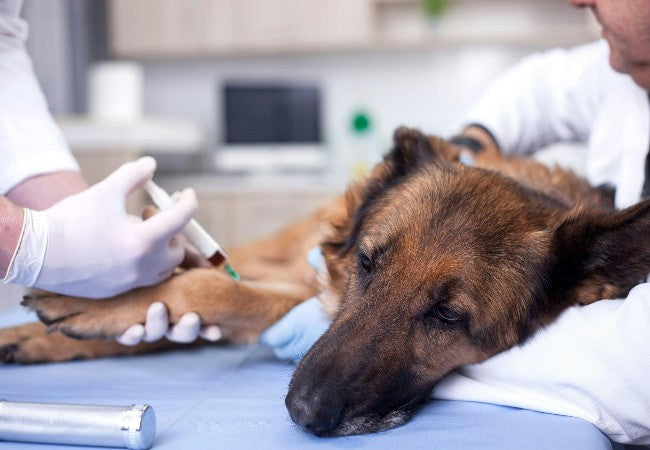 Vet’s 2025 Guide to Canine Encephalitozoonosis Tiny Parasite, Big Impact 🩺