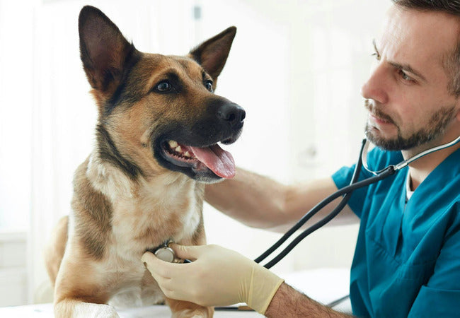 🩺 Vet’s 2025 Guide to Canine Esophageal Diverticula 🥄 Pouch-Like Pockets Holding Up Your Pup’s Meal