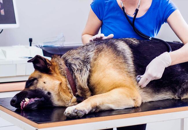 Vet’s 2025 Guide to Canine Gastric Stasis Diagnosis, Treatment & Recovery🩺
