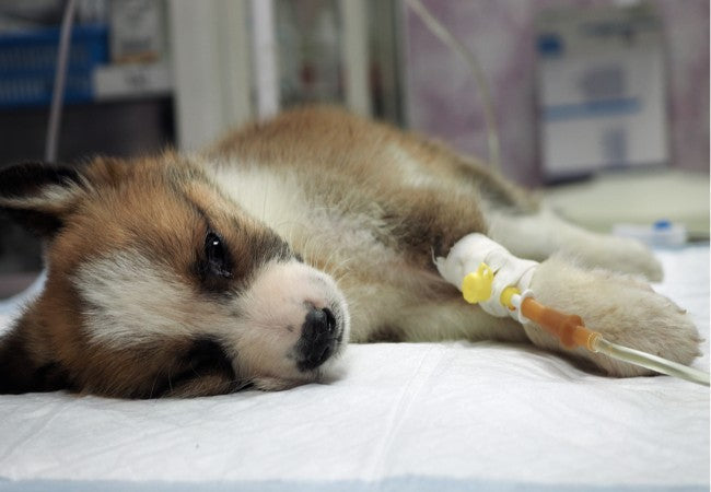 Vet’s 2025 Guide to Canine Hemotropic Mycoplasmosis Managing Feline-like Blood Infections 🩺