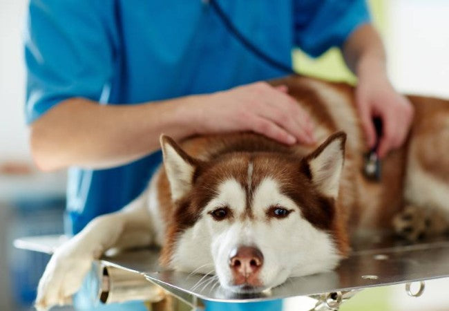 Vet’s 2025 Guide to Canine Lead Poisoning (Plumbism) 🏠🦴🩺