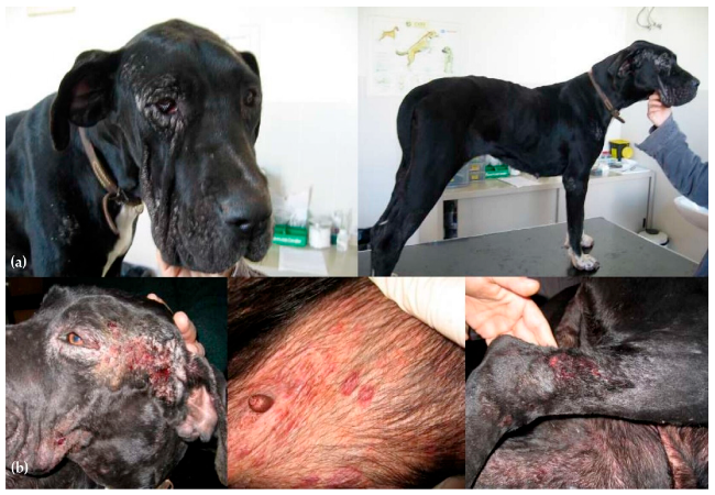 Vet’s 2025 Guide to Canine Leishmaniasis Visceral & Cutaneous Care🩺