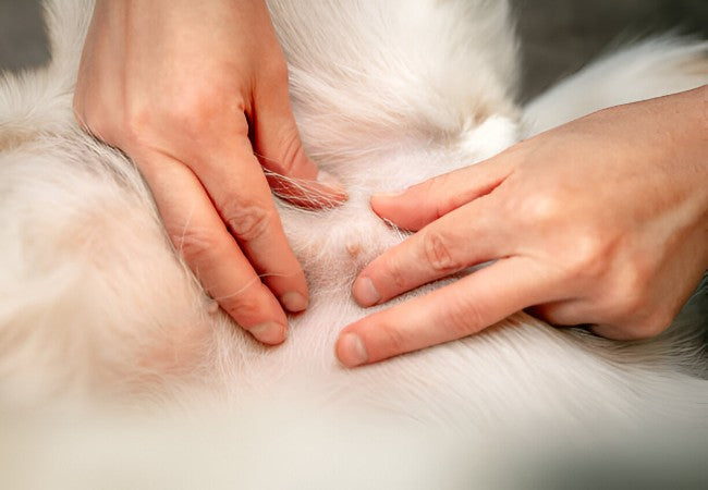 Vet’s 2025 Guide to Canine Mammary Gland Tumors 🩺🐾