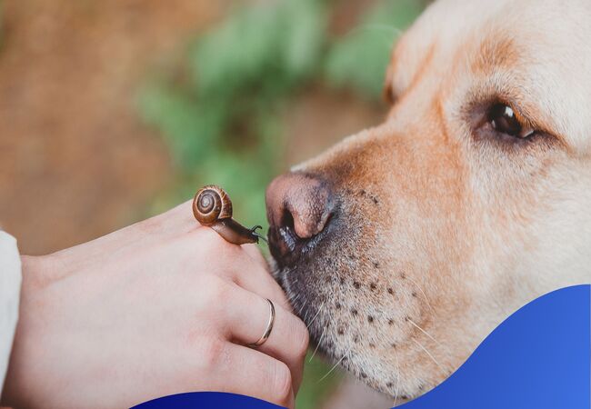 Vet’s 2025 Guide to Canine Metaldehyde (Slug Bait) Poisoning 🩺