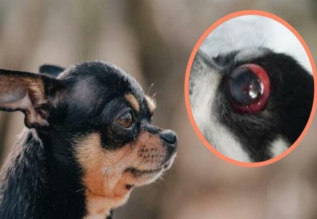 🩺 Vet’s 2025 Guide to Canine Ocular Proptosis 🐶 Emergency Response, Treatment & Care