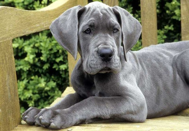 Vet’s 2025 Guide to Canine Panosteitis Growing Pains Explained🐾