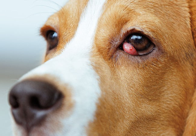 Vet’s 2025 Guide to Canine Papilledema (Optic Disc Swelling) 🧠✨🩺