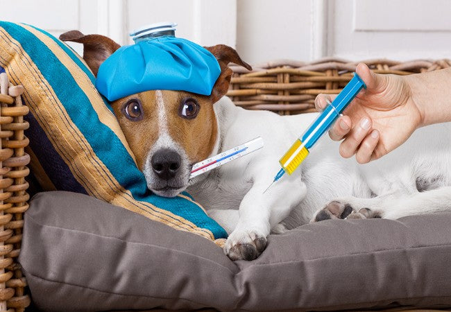 Vet’s 2025 Guide to Canine Parvovirus Parvo Treatment & Prevention🩺