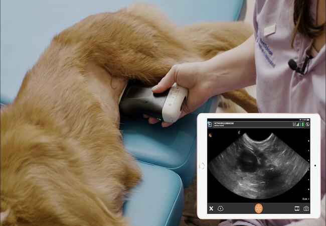 Vet’s 2025 Guide to Canine Pelvic Bladder (Posterior Bladder Displacement) 🩻 Diagnosis, Treatment & Care