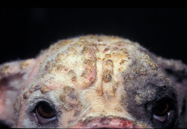 Vet’s 2025 Guide to Canine Pemphigus Foliaceus Autoimmune Skin Care & Therapy 🩺