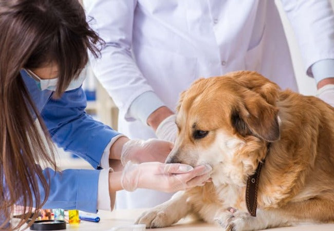 Vet’s 2025 Guide to Canine Petroleum Hydrocarbon Toxicosis 🐾 When Household Products Poison🩺