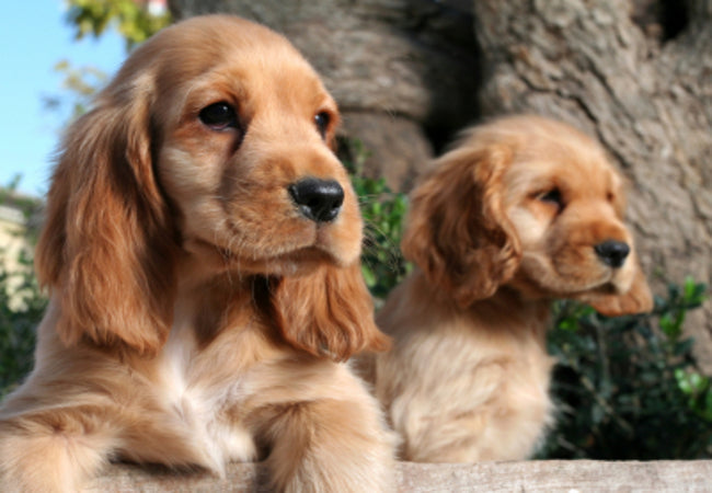 Vet’s 2025 Guide to Canine Phosphofructokinase (PFK) Deficiency Genetics, Symptoms & Management🧬🩺
