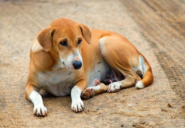 🩺 Vet’s 2025 Guide to Canine Physalopterosis (Stomach Worm Infection) 🐾✨