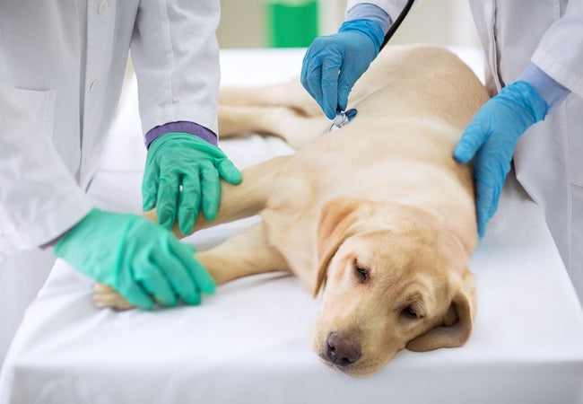 Vet’s 2025 Guide to Canine Plague (Yersinia pestis) Rare but Serious in Dogs 🩺🐾