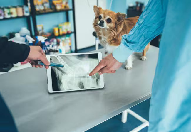 Vet’s 2025 Guide to Canine Pleural Effusion What's Trapping Your Pup’s Breath? 🩺🐾