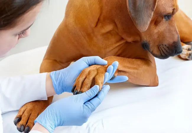 Vet’s 2025 Guide to Canine Pododermatitis Healthy Paws Start Here 🩺🐾