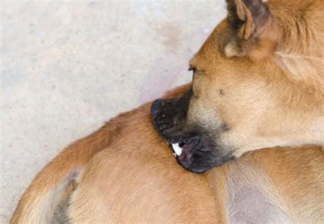 Vet’s 2025 Guide to Canine Pollen Allergies Sniffles & Scratches 🩺🌸