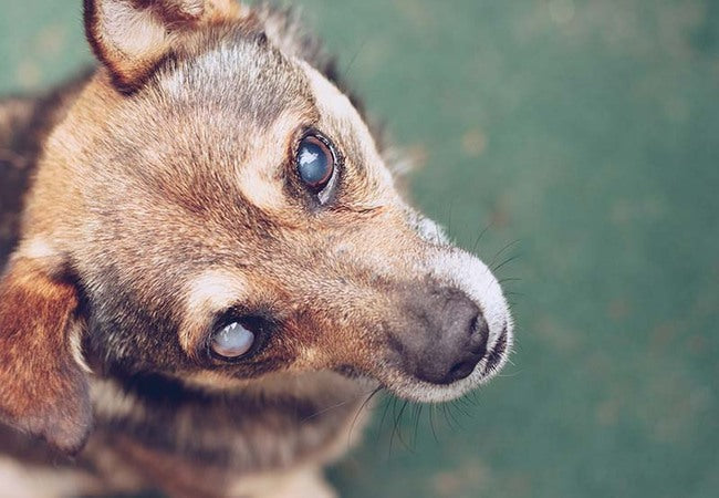 🩺 Vet’s 2025 Guide to Canine Progressive Retinal Atrophy (PRA) 🌙 A Path to Blindness with Adaptation