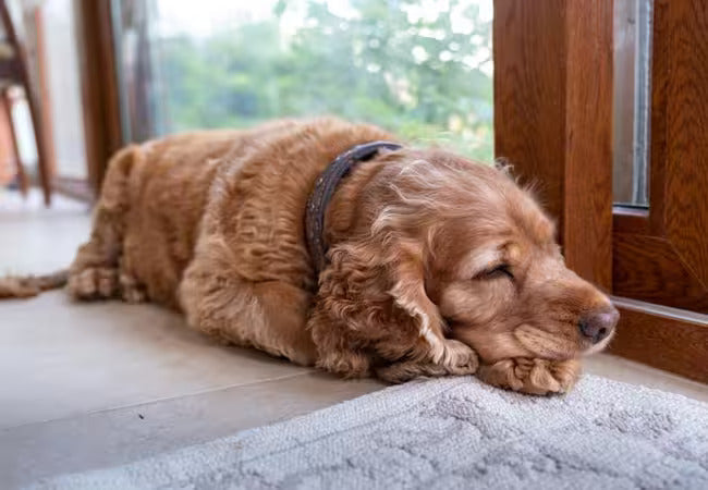 🩺 Vet’s 2025 Guide to Canine Prostatic Adenocarcinoma 🦴 Aggressive Prostate Cancer in Dogs