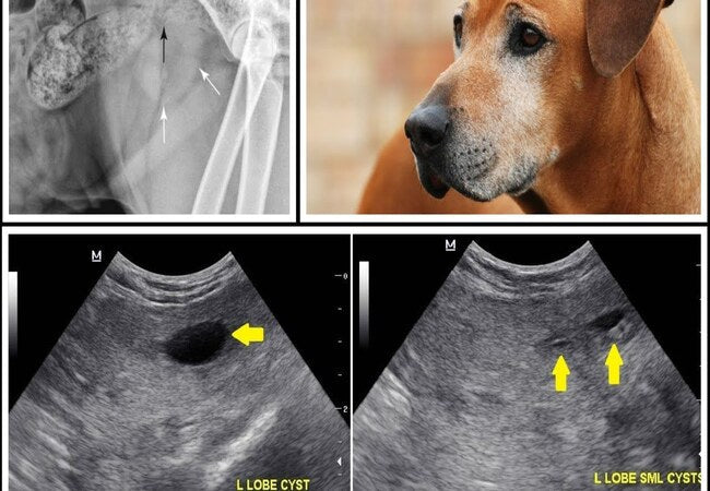 🩺 Vet’s 2025 Guide to Canine Prostatic Enlargement in Dogs (BPH & Related Conditions) 🧬