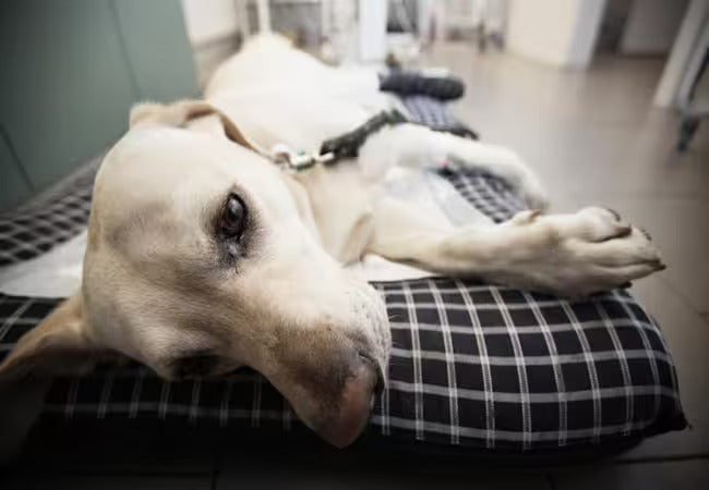 Vet’s 2025 Guide to Canine Pulmonary Contusions 🩺 Diagnostics, Treatment & Recovery