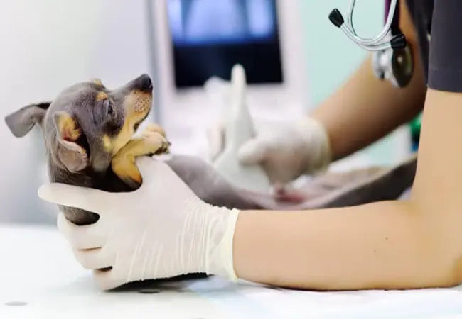 🩺 Vet’s 2025 Guide to Canine Pulmonary Hypertension 🚀