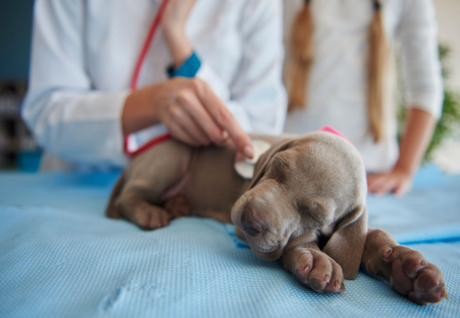Vet’s 2025 Guide to Canine Pulmonic Stenosis 🩺 Diagnosis, Treatment & Prognosis
