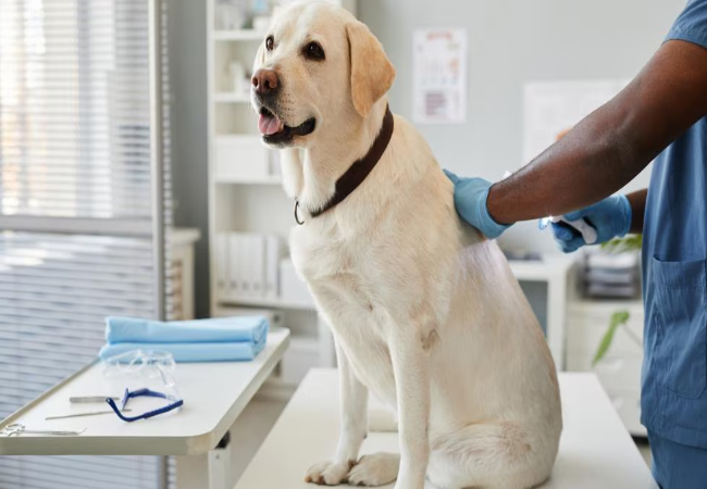 Vet’s 2025 Guide to Canine Pyometra 🩺 Emergency Care, Diagnosis & Recovery