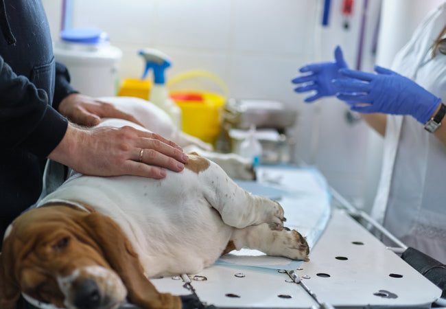 Vet’s 2025 Guide to Canine Pyometra & Endometrial Hyperplasia Life-Saving Diagnosis & Treatment🩺