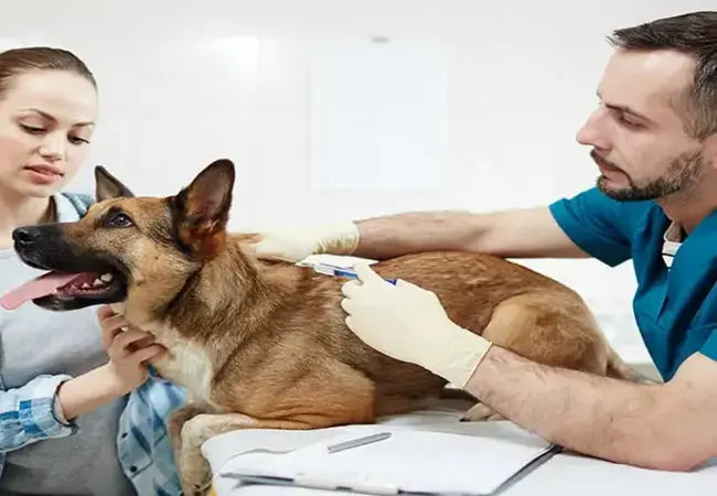 Vet’s 2025 Guide to Canine Pyothorax 🩺 Diagnosis, Aggressive Treatment & Recovery