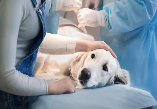 Vet’s 2025 Guide to Canine Pyruvate Kinase Deficiency 🩺 Hereditary Anemia, Care & Outlook
