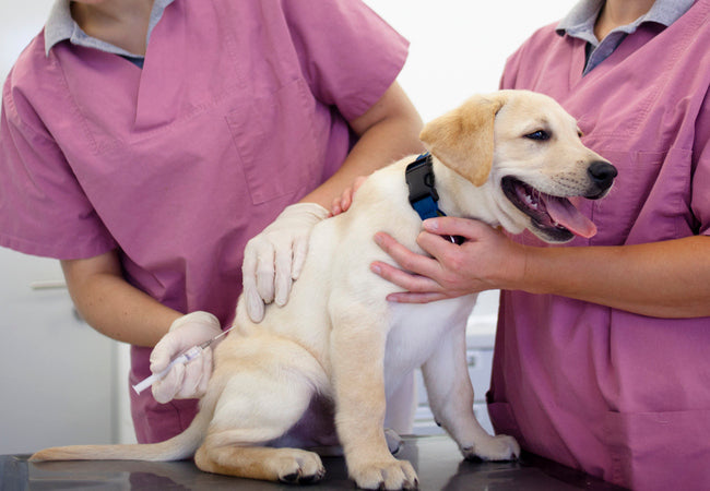 Vet’s 2025 Guide to Canine Rabies 🩺 Prevention, Signs & Emergency Response