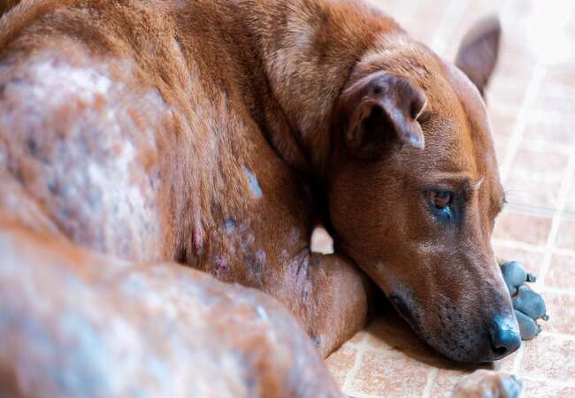 Vet’s 2025 Guide to Canine Rashes 🩺 Causes, Diagnosis & Treatment Tips