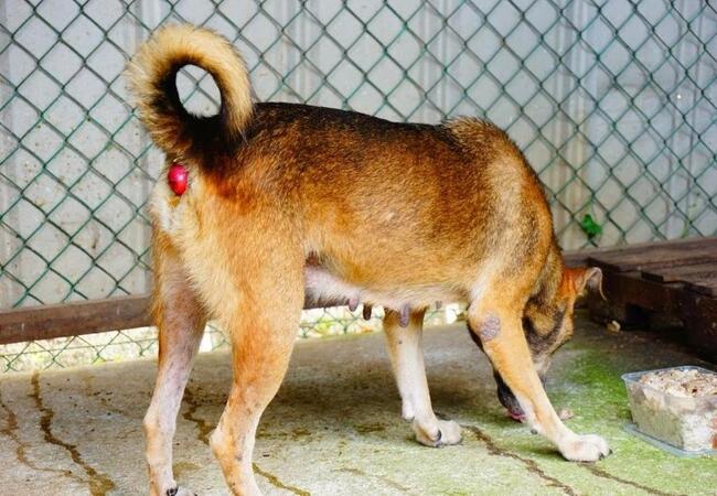 Vet’s 2025 Guide to Canine Rectal Prolapse 🩺 Causes, Diagnosis & Treatment