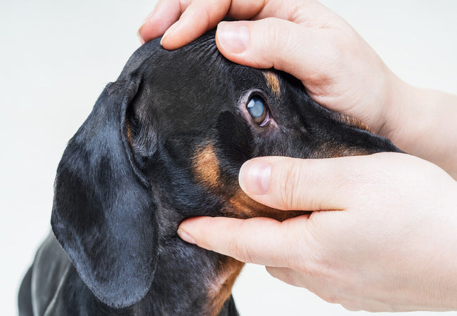 Vet’s 2025 Guide to Canine Retinal Detachment 🩺 Detection, Treatment & Prevention