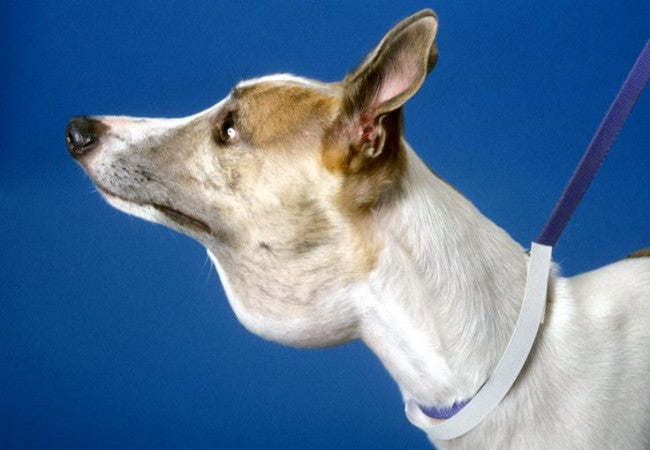 Vet’s 2025 Guide to Canine Salivary Mucocele (Sialocele) 🐶✨🩺