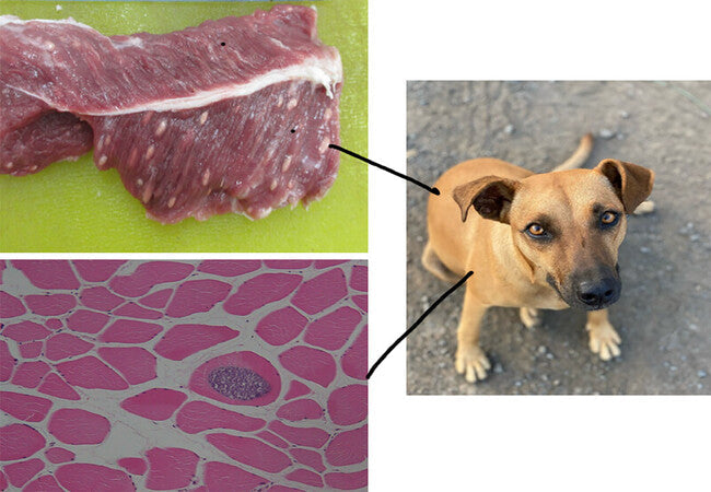 Vet’s 2025 Guide to Canine Sarcocystosis 🩺 Causes, Diagnosis & Care