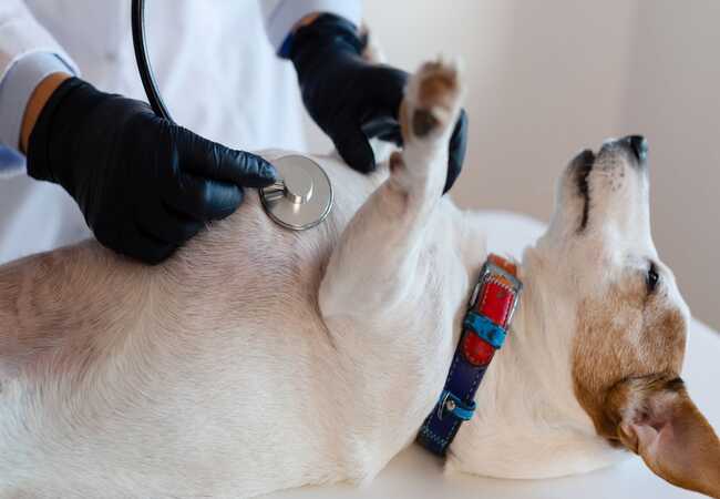 Vet’s 2025 Guide to Canine Scoliosis 🩺 Detection, Treatment & Home Care