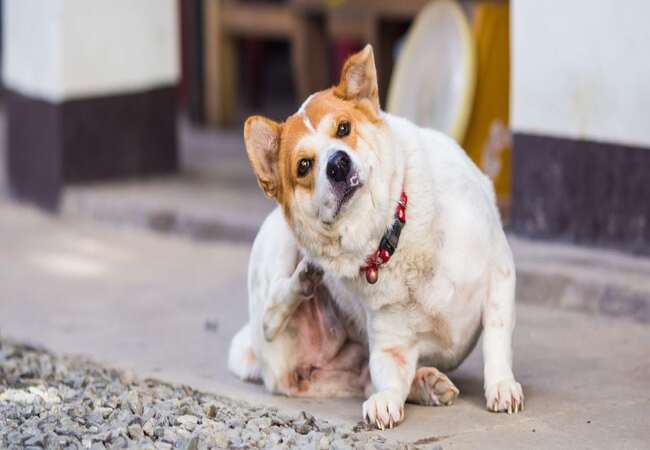 Vet’s 2025 Guide to Canine Seborrhea Diagnosis, Treatment & Skin Care 🩺