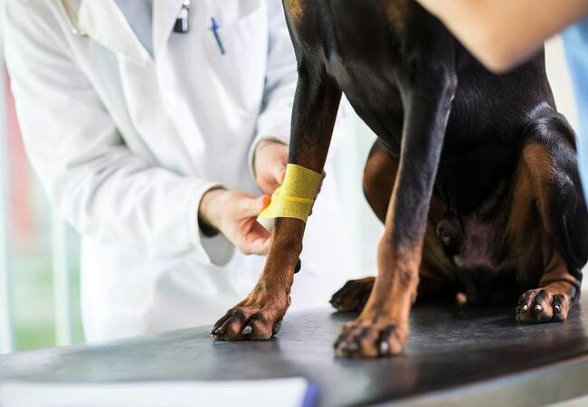 Vet’s 2025 Guide to Canine Septic Arthritis 🩺 Diagnosis, Treatment & Recovery