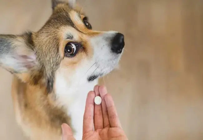 Vet’s 2025 Guide to Canine Serotonin Syndrome Symptoms, Diagnosis & Treatment🩺