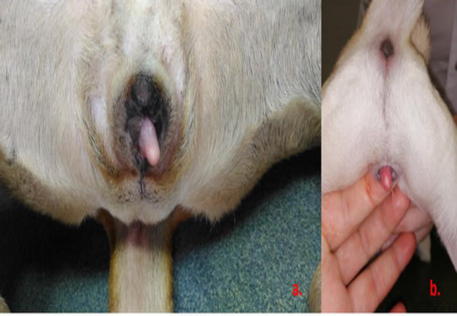 Vet’s 2025 Guide to Canine Sexual Development Disorders Understanding & Managing DSD 🩺